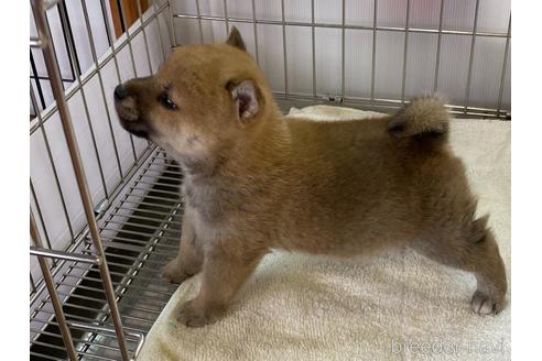 成約済の岡山県の柴犬-164463の3枚目