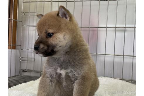成約済の岡山県の柴犬-164463の2枚目