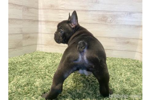 成約済の愛知県のフレンチブルドッグ-164480の3枚目