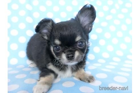 成約済の千葉県のチワワ(ロングコート)-164486の26枚目