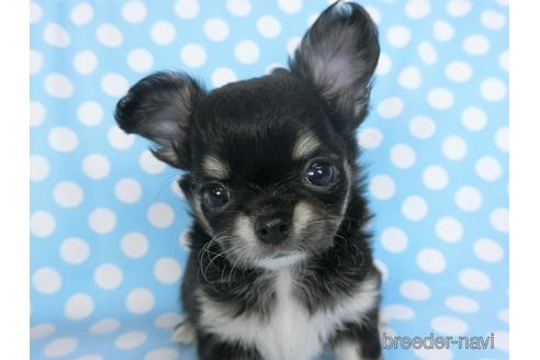 成約済の千葉県のチワワ(ロングコート)-164486の24枚目