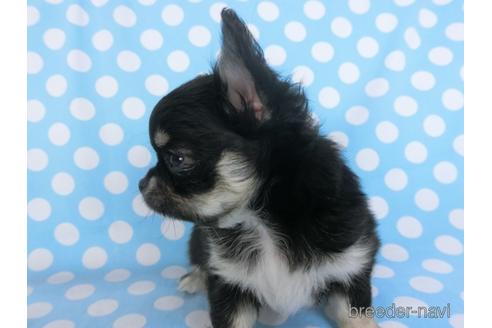 成約済の千葉県のチワワ(ロングコート)-164486の23枚目