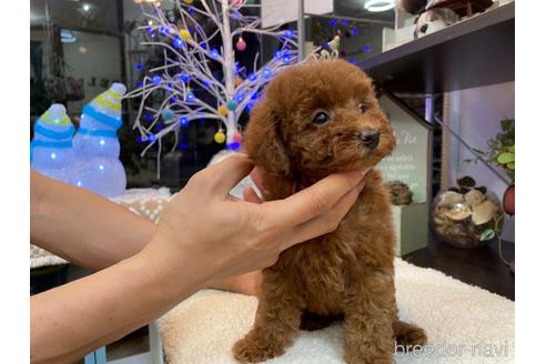 成約済の東京都のトイプードル-163745の6枚目