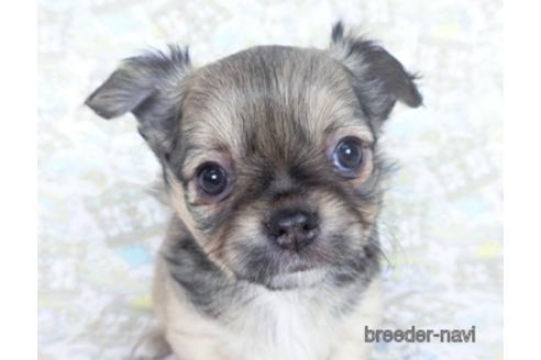 成約済の千葉県のチワワ(ロングコート)-164490の8枚目