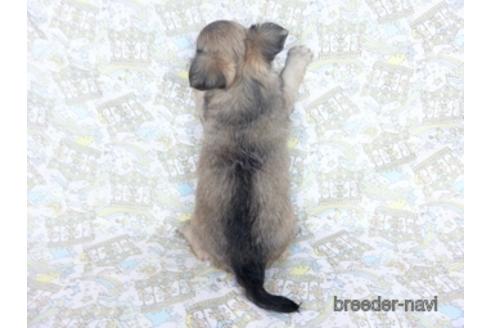 成約済の千葉県のチワワ(ロングコート)-164490の7枚目