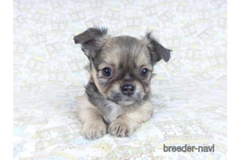 成約済の千葉県のチワワ(ロングコート)-164490の6枚目