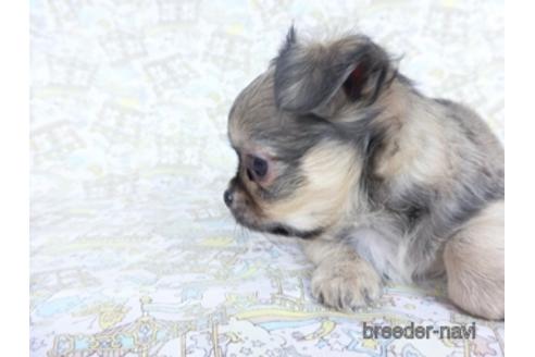 成約済の千葉県のチワワ(ロングコート)-164490の5枚目