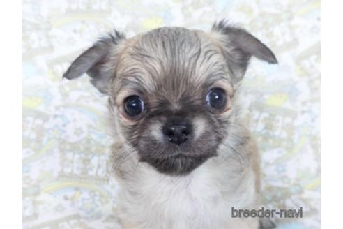 成約済の千葉県のチワワ(ロングコート)-164491の12枚目