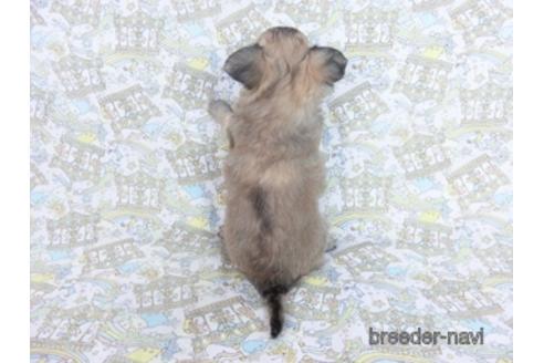 成約済の千葉県のチワワ(ロングコート)-164491の11枚目