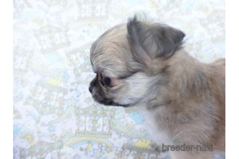 成約済の千葉県のチワワ(ロングコート)-164491の10枚目