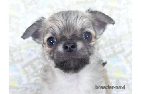 成約済の千葉県のチワワ(ロングコート)-164491の9枚目