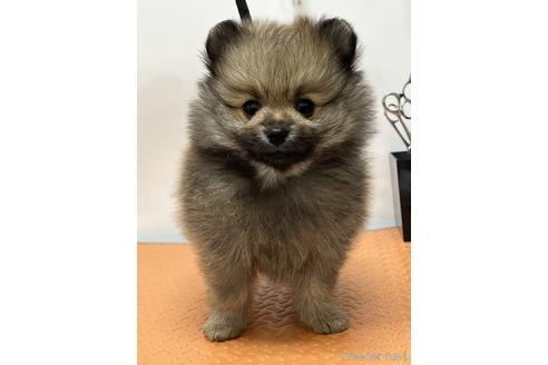 成約済の大阪府のポメラニアン-164500