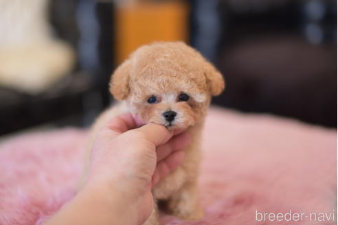 成約済の茨城県のタイニープードル-163205の1枚目