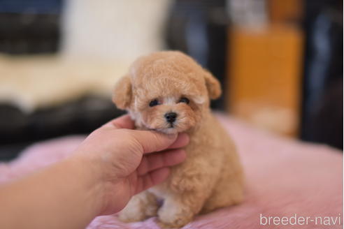 成約済の茨城県のタイニープードル-163205の6枚目