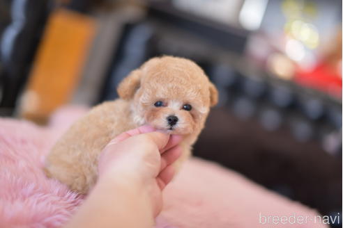 成約済の茨城県のタイニープードル-163205の5枚目