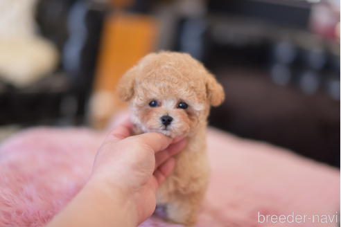 成約済の茨城県のタイニープードル-163205の4枚目