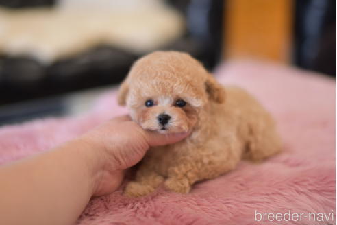 成約済の茨城県のタイニープードル-163205の3枚目