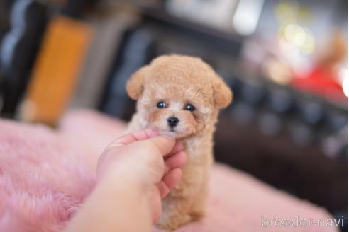 成約済の茨城県のタイニープードル-163205の2枚目