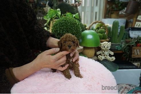 成約済の京都府のタイニープードル-164532の3枚目