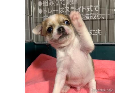 成約済の岐阜県のチワワ(スムースコート)-162453の16枚目