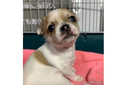 成約済の岐阜県のチワワ(スムースコート)-162453の15枚目