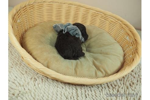 成約済の埼玉県のタイニープードル-164557の3枚目