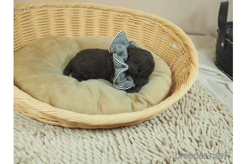 成約済の埼玉県のタイニープードル-164557の5枚目