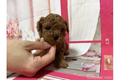 成約済の広島県のティーカッププードル-162521の1枚目