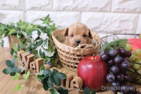 成約済の滋賀県のトイプードル-164573の1枚目