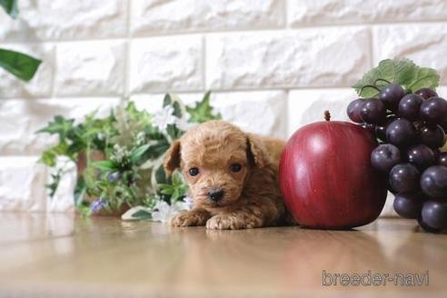 成約済の滋賀県のトイプードル-164573の6枚目