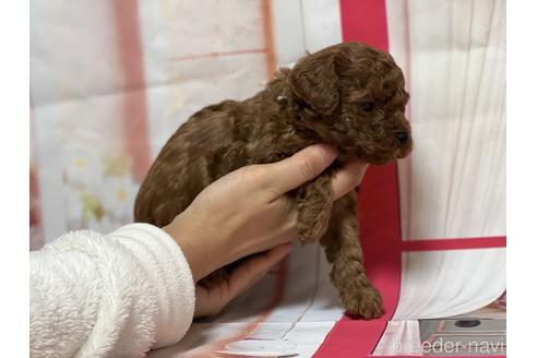 成約済の広島県のタイニープードル-161501の13枚目