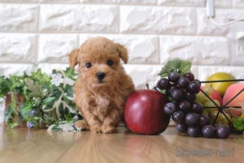 成約済の滋賀県のトイプードル-162654の1枚目