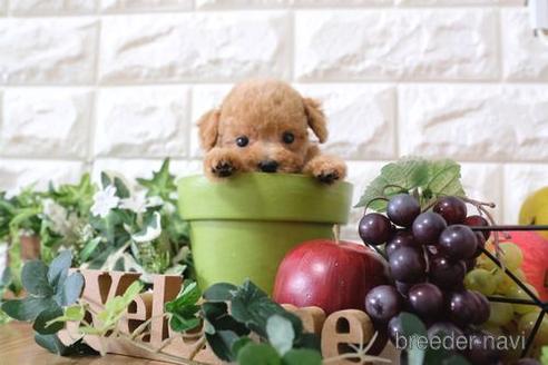 成約済の滋賀県のトイプードル-162654の8枚目