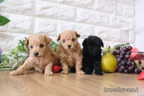 成約済の滋賀県のトイプードル-162654の5枚目