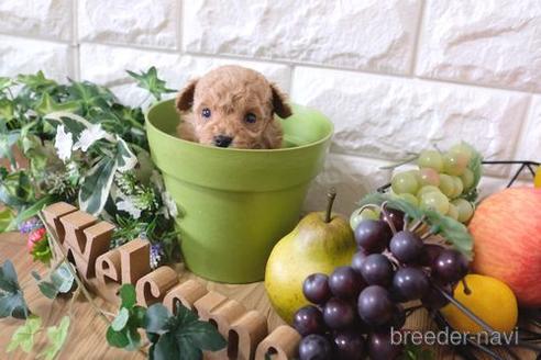 成約済の滋賀県のトイプードル-162654の4枚目