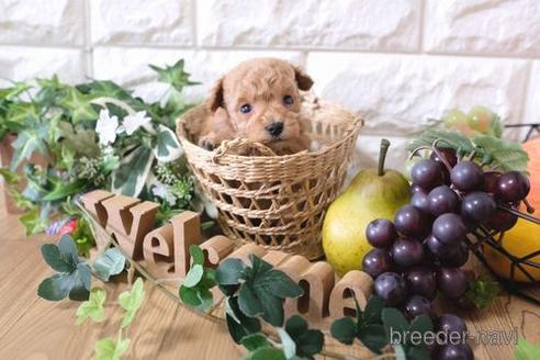 成約済の滋賀県のトイプードル-162654の3枚目