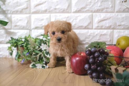 成約済の滋賀県のトイプードル-162657の1枚目