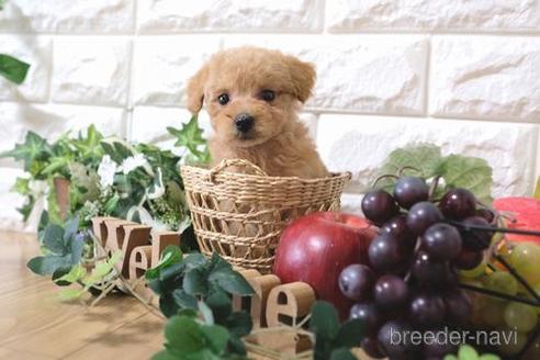 成約済の滋賀県のトイプードル-162657の8枚目