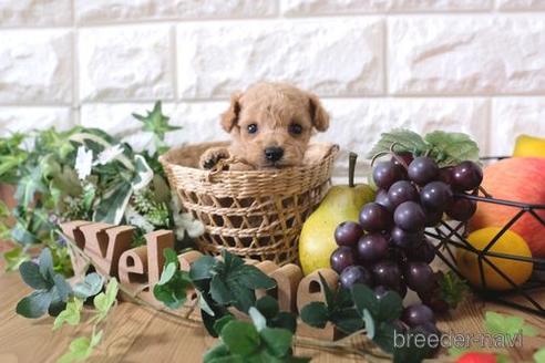 成約済の滋賀県のトイプードル-162657の4枚目