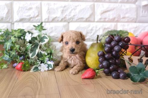 成約済の滋賀県のトイプードル-162657の3枚目
