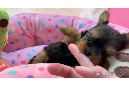 成約済の東京都のヨークシャーテリア-164585の2枚目