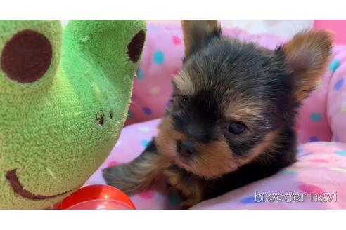 成約済の東京都のヨークシャーテリア-164585の4枚目