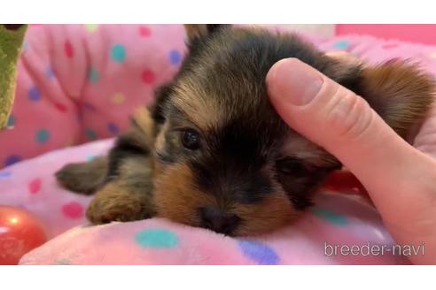 成約済の東京都のヨークシャーテリア-164585の3枚目