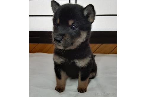 成約済の宮城県の柴犬-164587