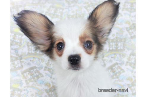 成約済の千葉県のパピヨン-164600の1枚目