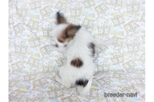 成約済の千葉県のパピヨン-164600の4枚目