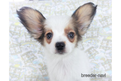 成約済の千葉県のパピヨン-164600の3枚目