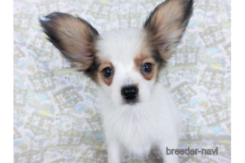 成約済の千葉県のパピヨン-164600の2枚目