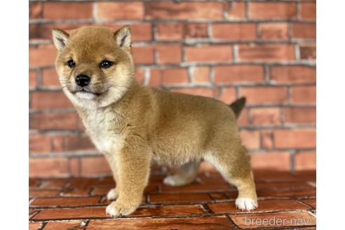 成約済の福岡県の豆柴-164602の2枚目