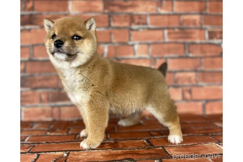 成約済の福岡県の豆柴-164602の3枚目